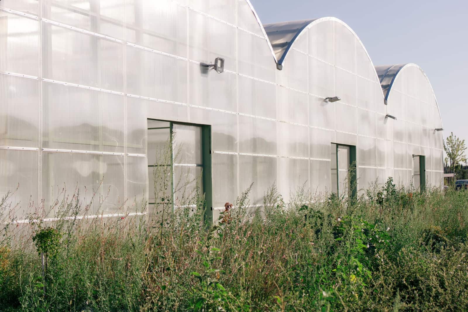 Serre de jardin : quel modèle choisir selon votre climat