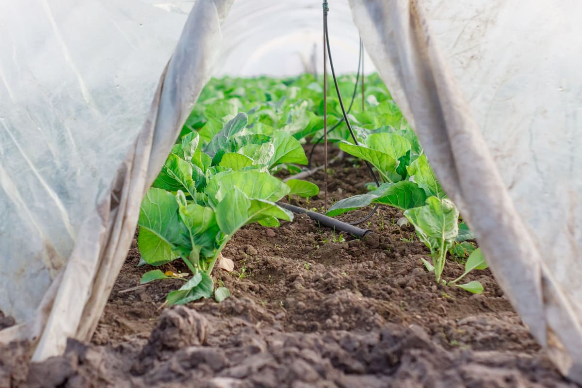 Serre tunnel avec bâche plastique installée dans un jardin en zone océanique humide