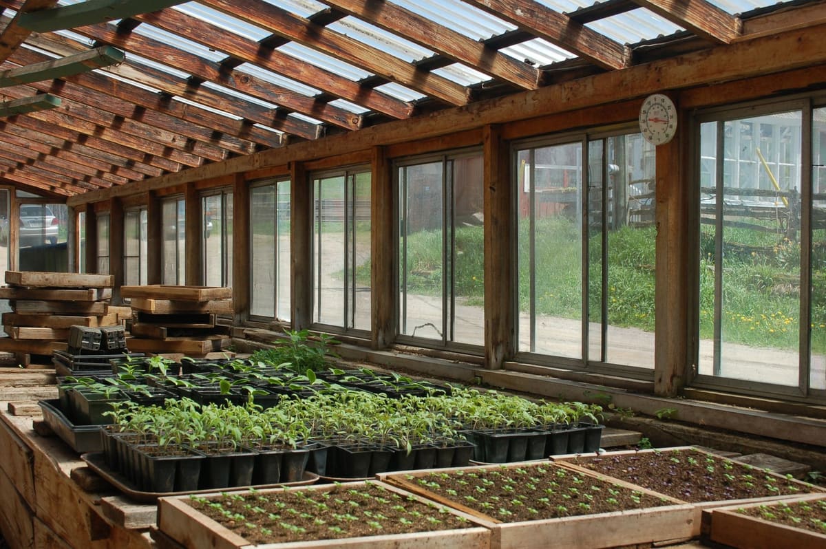 Petite serre de jardin en bois et verre installée sur une terrasse pour semis